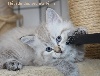 Des Secrets Félins - Des chatons sont nés! 