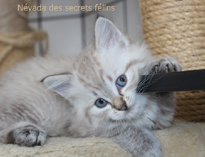 Des Secrets Félins - Des chatons sont nés! 