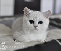 Xanti Angelo devianti