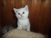 des moustaches du kremlin - Chaton disponible  - British Shorthair et Longhair