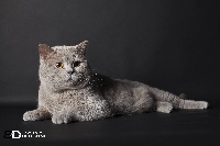 CH. Hubble Du Paradina's Cats