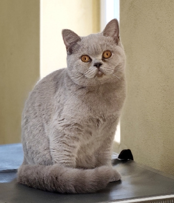De La Source Rochette - Chaton disponible  - British Shorthair et Longhair