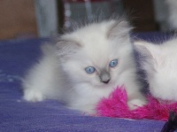 chaton femelle bleu mitted