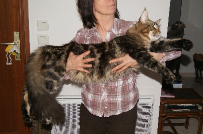 De La Tribue Des Coons - Champion