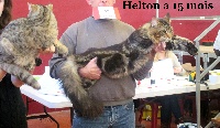 CH. Helton du royaume de cyrus