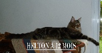 CH. Helton du royaume de cyrus