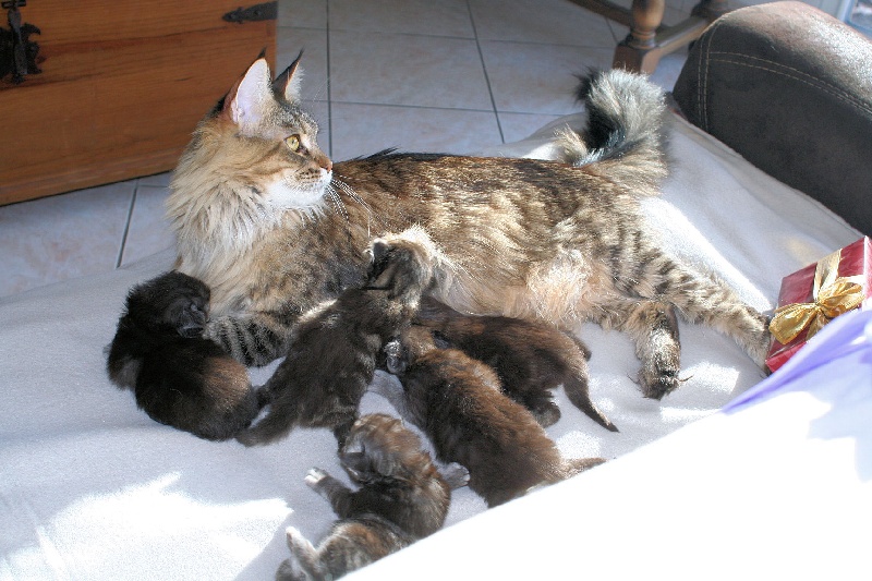 De La Tribue Des Coons - Maine Coon - Portée née le 15/12/2013