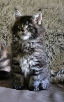 CHATON