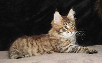 Chaton