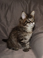 CHATON