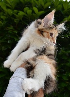 CHATON