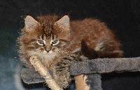 CHATON