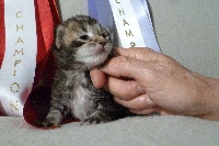 Chaton