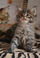 Chaton