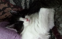 CHATON