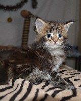 Chaton