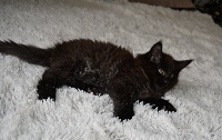 CHATON