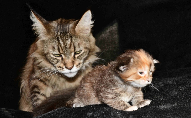 De La Tribue Des Coons - Maine Coon - Portée née le 16/10/2015