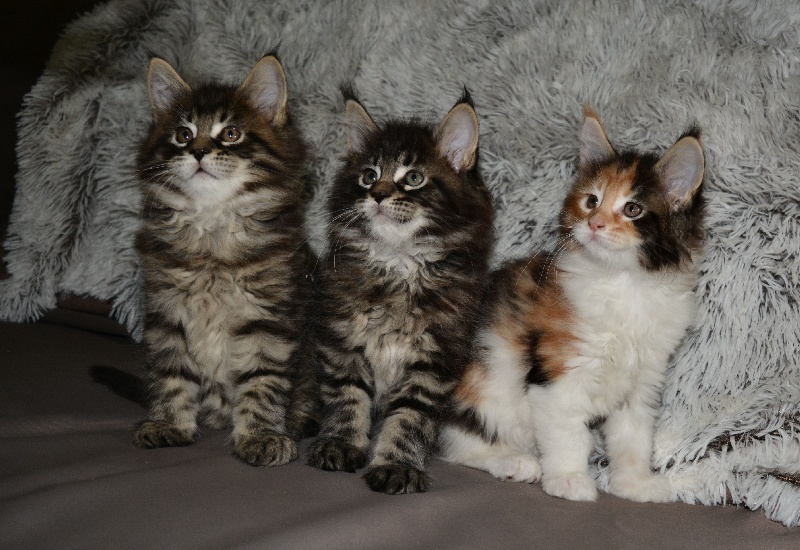 chaton Maine Coon De La Tribue Des Coons