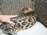 Bengal A Sham' S - Chaton disponible  - Bengal