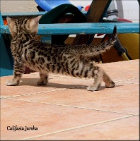 Bengal A Sham' S - Chaton disponible  - Bengal