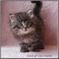Lord Of Cats - Chaton disponible  - Norvégien