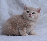 Lord Of Cats - Chaton disponible  - Scottish Fold