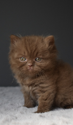 Lord Of Cats - British Shorthair et Longhair - Portée née le 01/06/2023