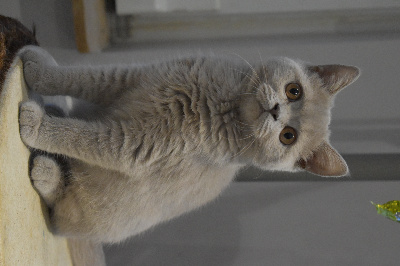 Lord Of Cats - Chaton disponible  - British Shorthair et Longhair