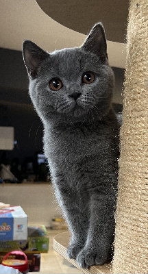 Lord Of Cats - Chaton disponible  - British Shorthair et Longhair