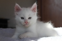 somacoon's - Chaton disponible  - Maine Coon