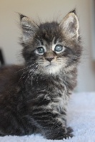 somacoon's - Chaton disponible  - Maine Coon