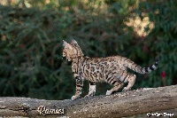 De Kâmausha Bengal - Bengal - Portée née le 08/05/2020