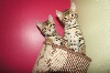 Bengal Therapy -                         Chatons disponibles