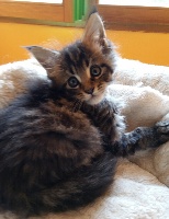 Coons Du Gal - Chaton disponible  - Maine Coon