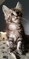 Coons Du Gal - Chaton disponible  - Maine Coon