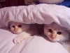 de la Matinière - Deux chatons en quête d'amour