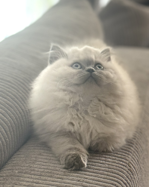 Femelle British LONGHAIR Blue-point yeux bleus