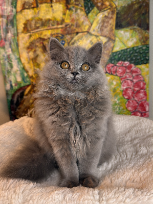 Les Baïnes Argentées - Chaton disponible  - British Shorthair et Longhair