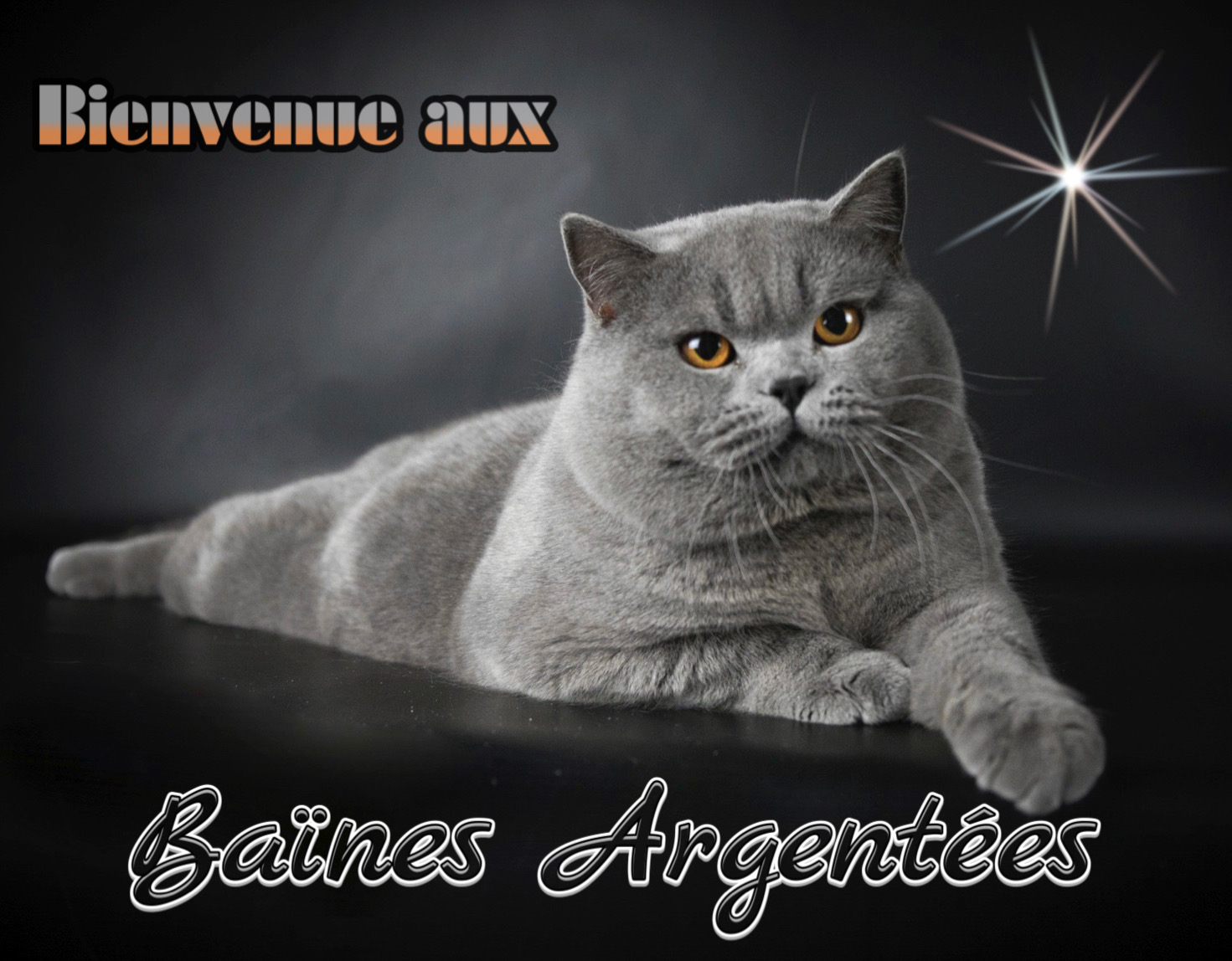chaton British Shorthair et Longhair Les Baïnes Argentées