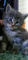 Quessy blue silver blotched tabby 