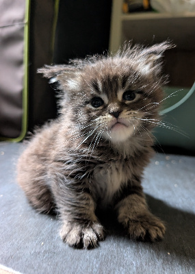 Benedict brown tabby 