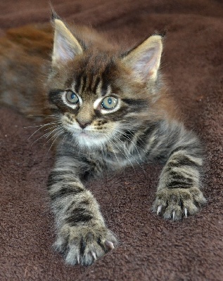 Andco - Chaton disponible: Nouveau type ! Lynx tips & gabarit XXL !!! 