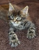 Andco - Chaton disponible: Nouveau type ! Lynx tips & gabarit XXL !!! 