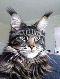 chaton Maine Coon Andco