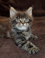 Andco - Chaton disponible  - Maine Coon