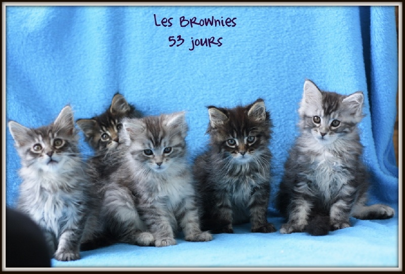 chaton Maine Coon Des Brownies & Co