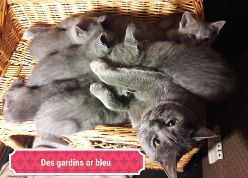 chaton Chartreux Des Gardins Or Bleu