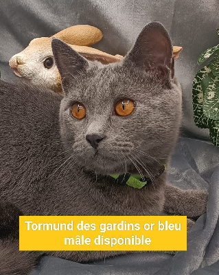 Tormund des gardins or bleu - Chartreux