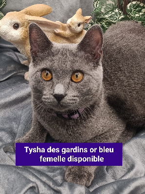 Tysha des gardins or bleu - Chartreux